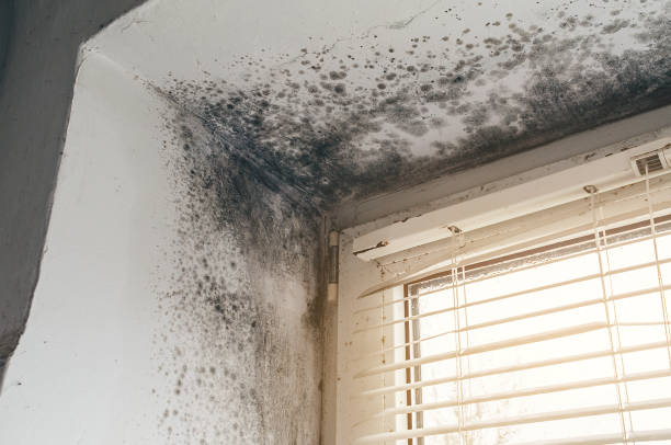 Mold Removal service in Princeton